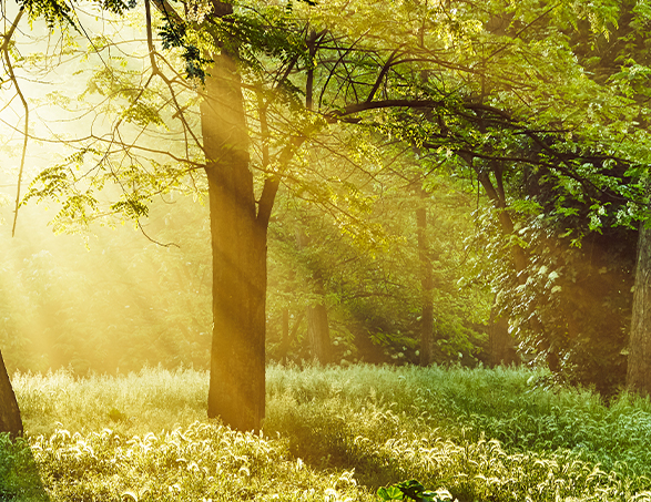 sunlit forest